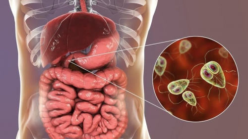 Dịch Vụ Xét nghiệm Nhiễm Sán Lá Gan Tại Nhà